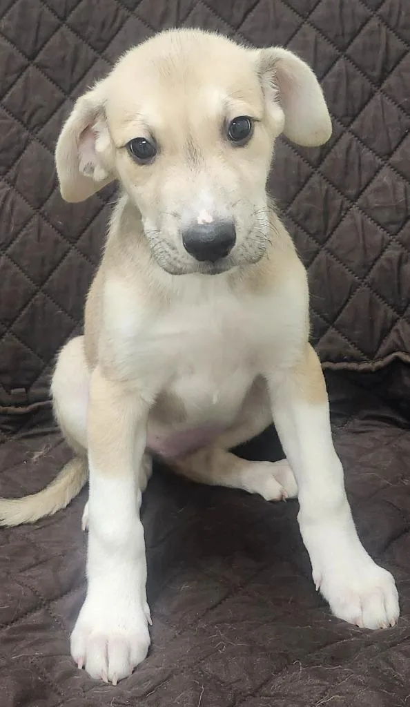 A baby medium-sized male Great Pyrenees dog named Rayne for adoption in Little Rock, AR