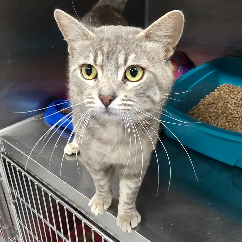 A young large-sized male Gray / Blue / Silver Domestic Short Hair cat named Ravioli for adoption in Spokane, WA