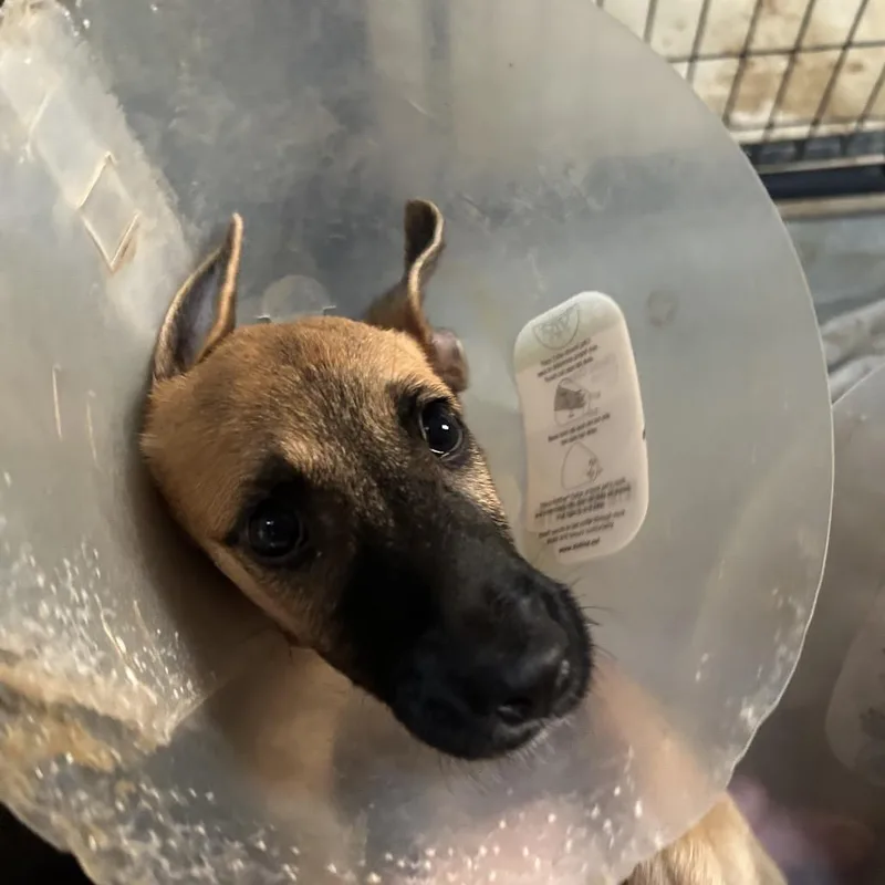 A baby medium-sized female Brown / Chocolate Mixed Breed dog named Gretel for adoption in Leander, TX