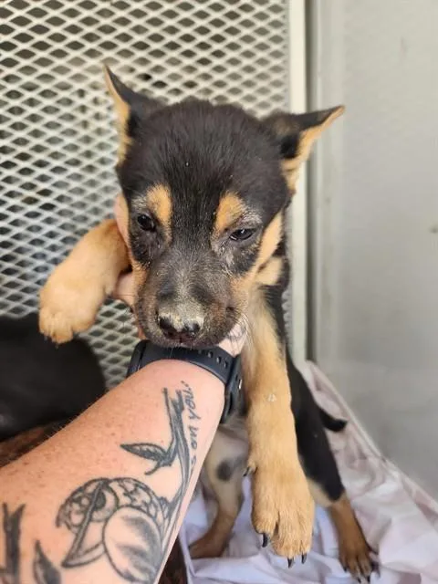 A baby medium-sized female Black Shepherd dog named Nessa URGENT for adoption in Thousand Oaks, CA