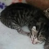 A baby medium-sized male Tabby (Gray / Blue / Silver) Domestic Short Hair cat named Persia Kitt for adoption in Portsmouth, OH