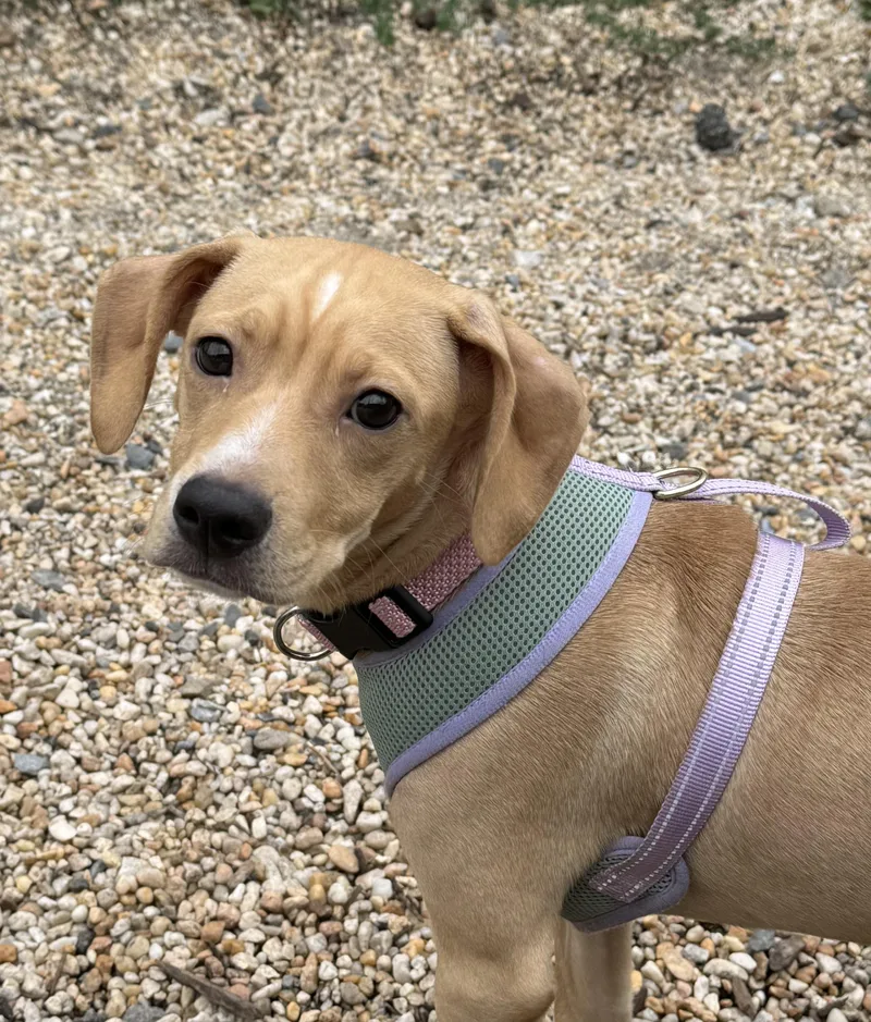 Piper