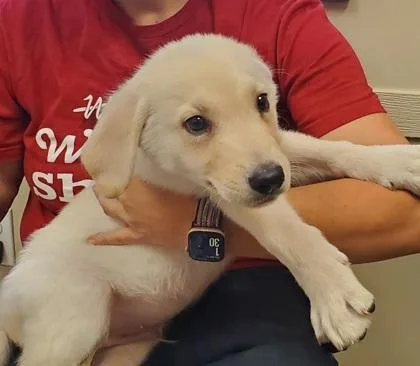 A young large-sized male Great Pyrenees dog named Phoenix for adoption in Kansas City, MO