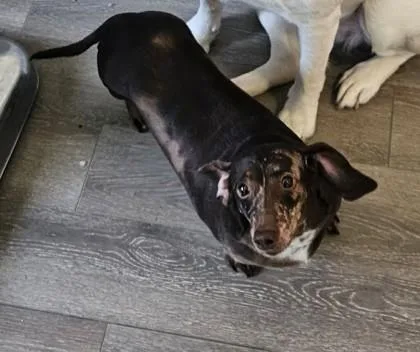An adult small-sized female Brown / Chocolate Dachshund dog named Zoey Cocoa for adoption in Annapolis, MD