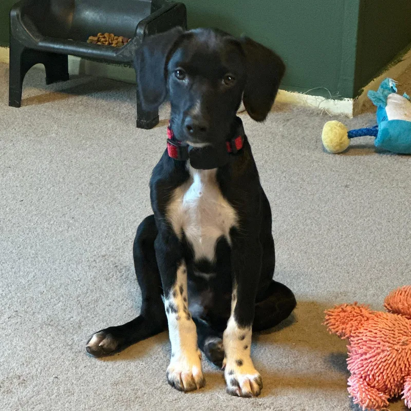 A baby medium-sized male Black Retriever dog named Cooper for adoption in Baldwin, MD