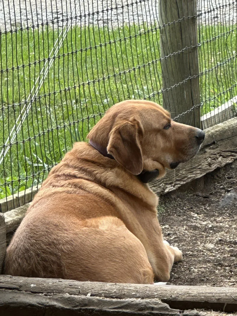 An adult large-sized male Labrador Retriever dog named Charlie for adoption in Mouth Of Wilson, VA