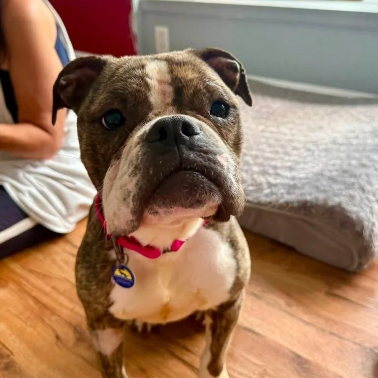 An adult medium-sized female Mixed Breed dog named Endora for adoption in Severn, MD
