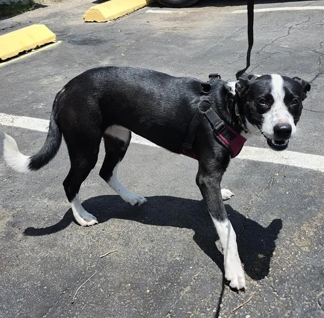 A young medium-sized female Border Collie dog named Keely for adoption in San Antonio, TX
