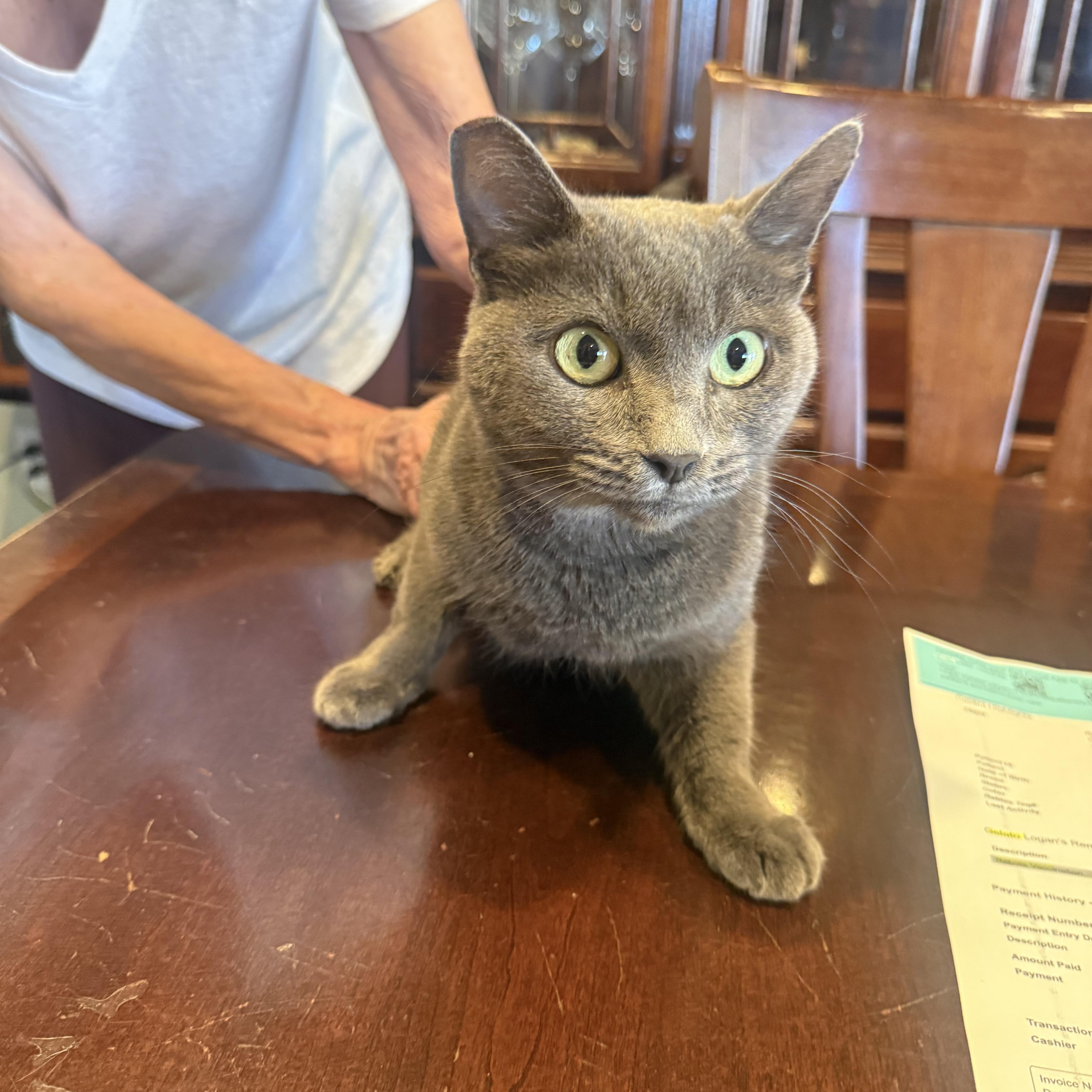 An adult medium-sized female Russian Blue cat named Gelato for adoption in Las Vegas, NV