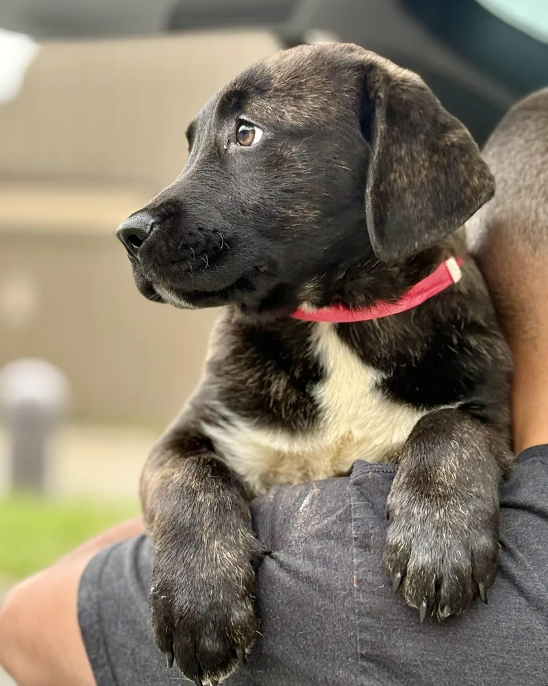 A baby large-sized male Mastiff dog named Franklin for adoption in Albany, NY
