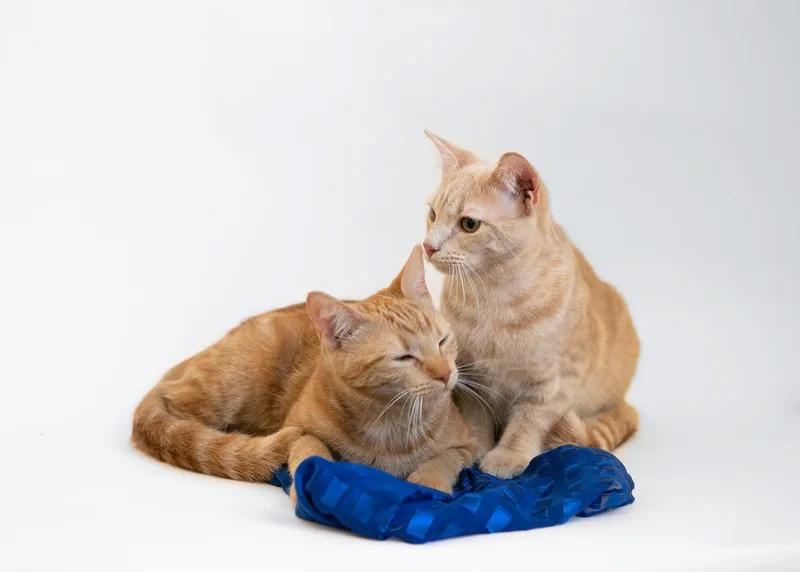 Harry Scary & Maya thumbnail 4