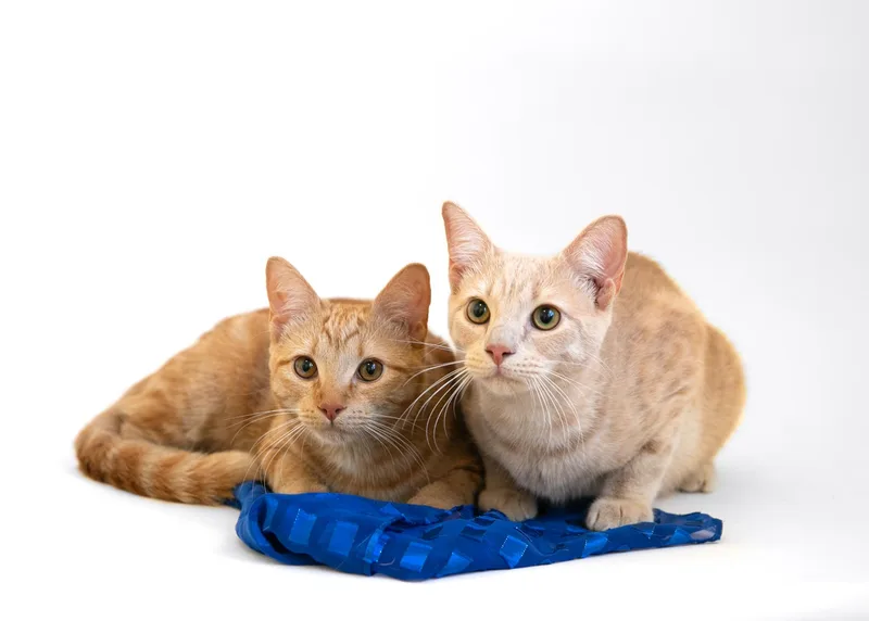 Harry Scary & Maya thumbnail 5