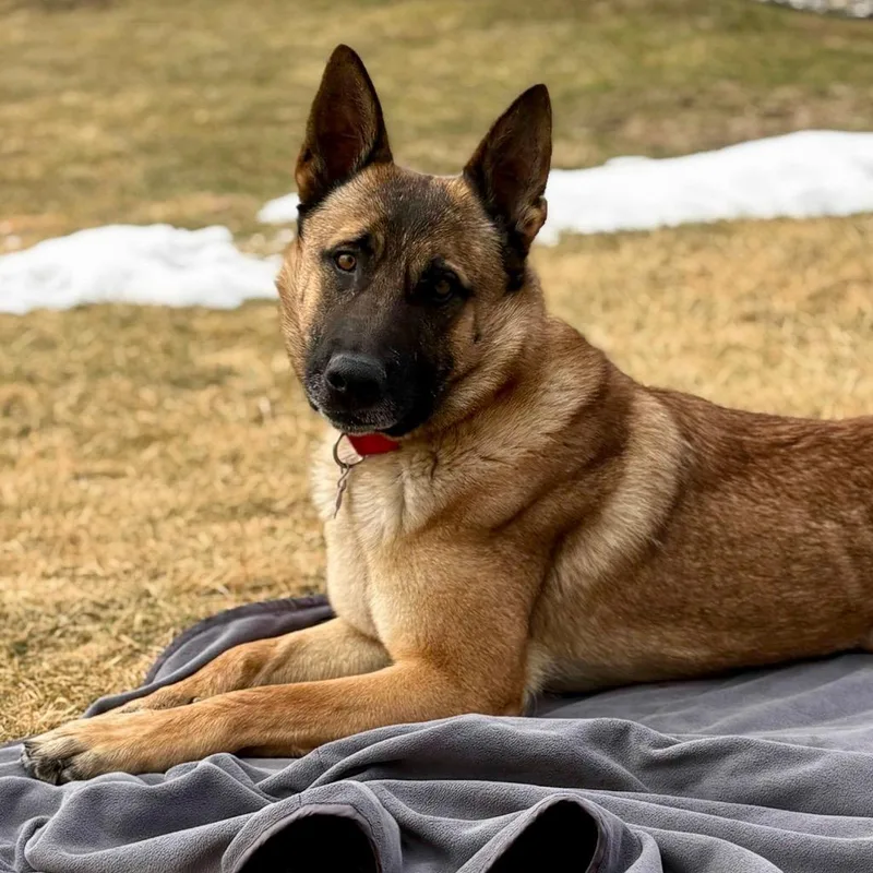 Raspberry thumbnail 2