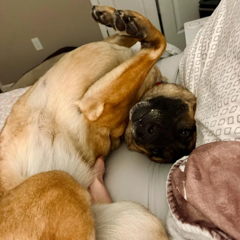 Raspberry thumbnail 4