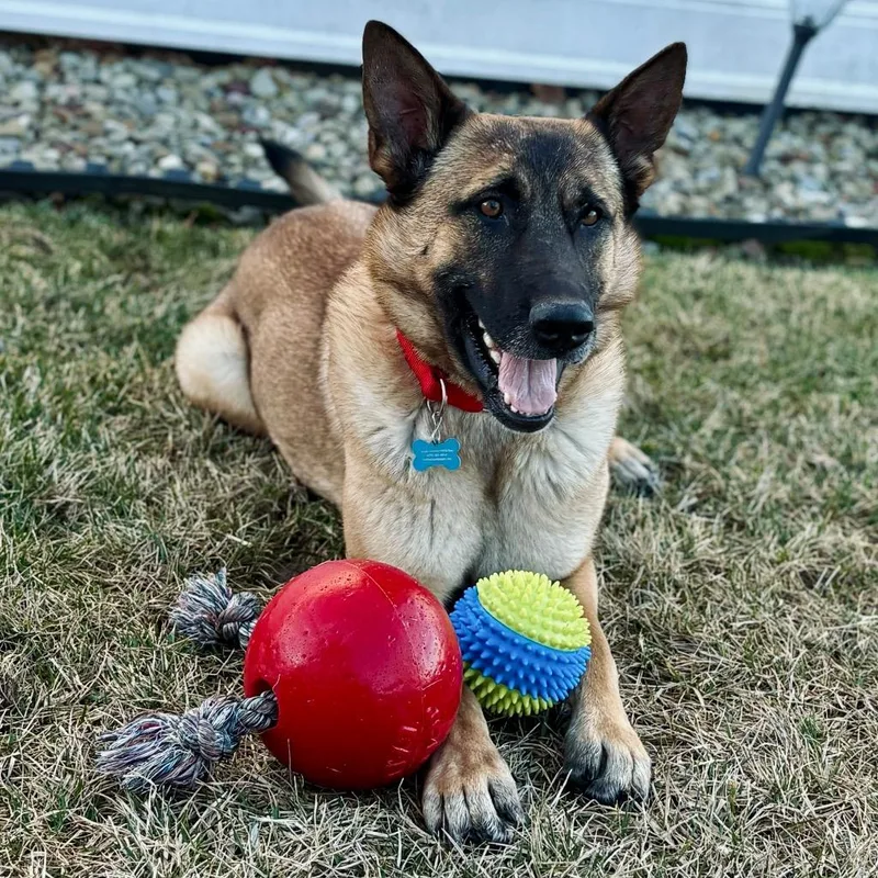 Raspberry thumbnail 5