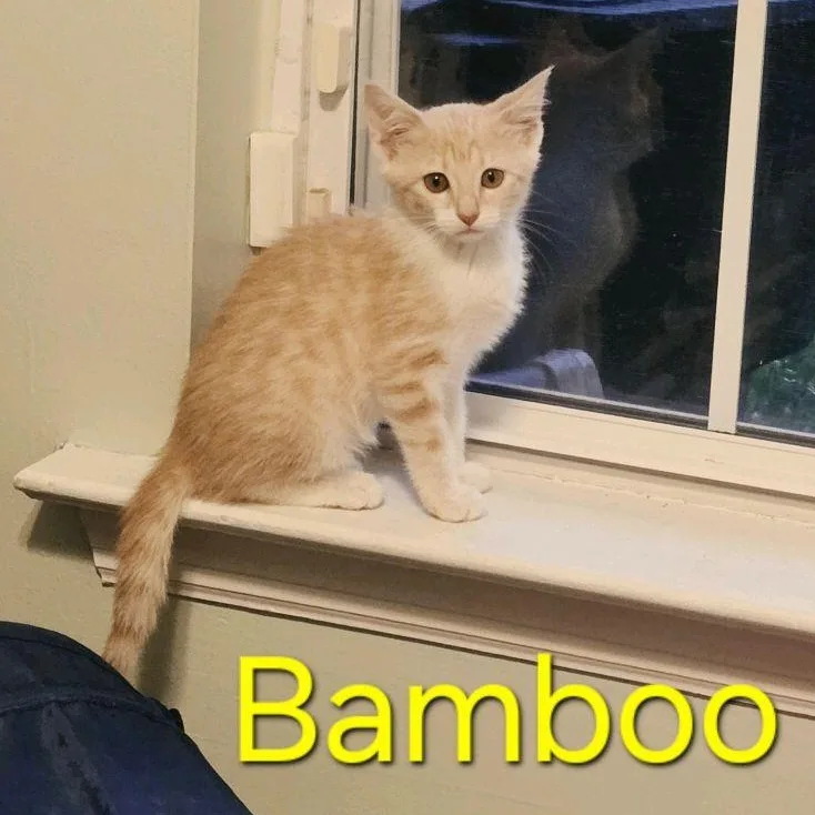 A baby medium-sized female Buff & White Domestic Short Hair cat named Bamboo for adoption in Murfreesboro, TN
