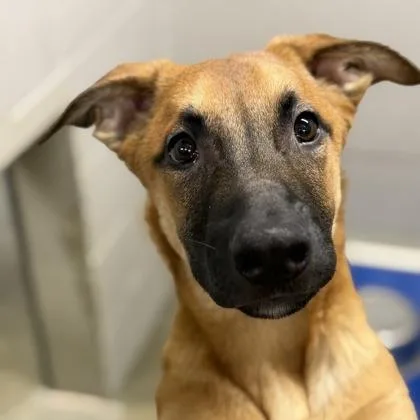 A baby medium-sized male Belgian Shepherd / Malinois dog named Rockstar for adoption in Sacramento, CA
