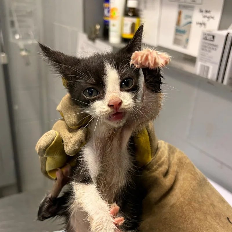 A baby small-sized female Domestic Short Hair cat named Bangers @ Dorchester Rd. for adoption in Summerville, SC
