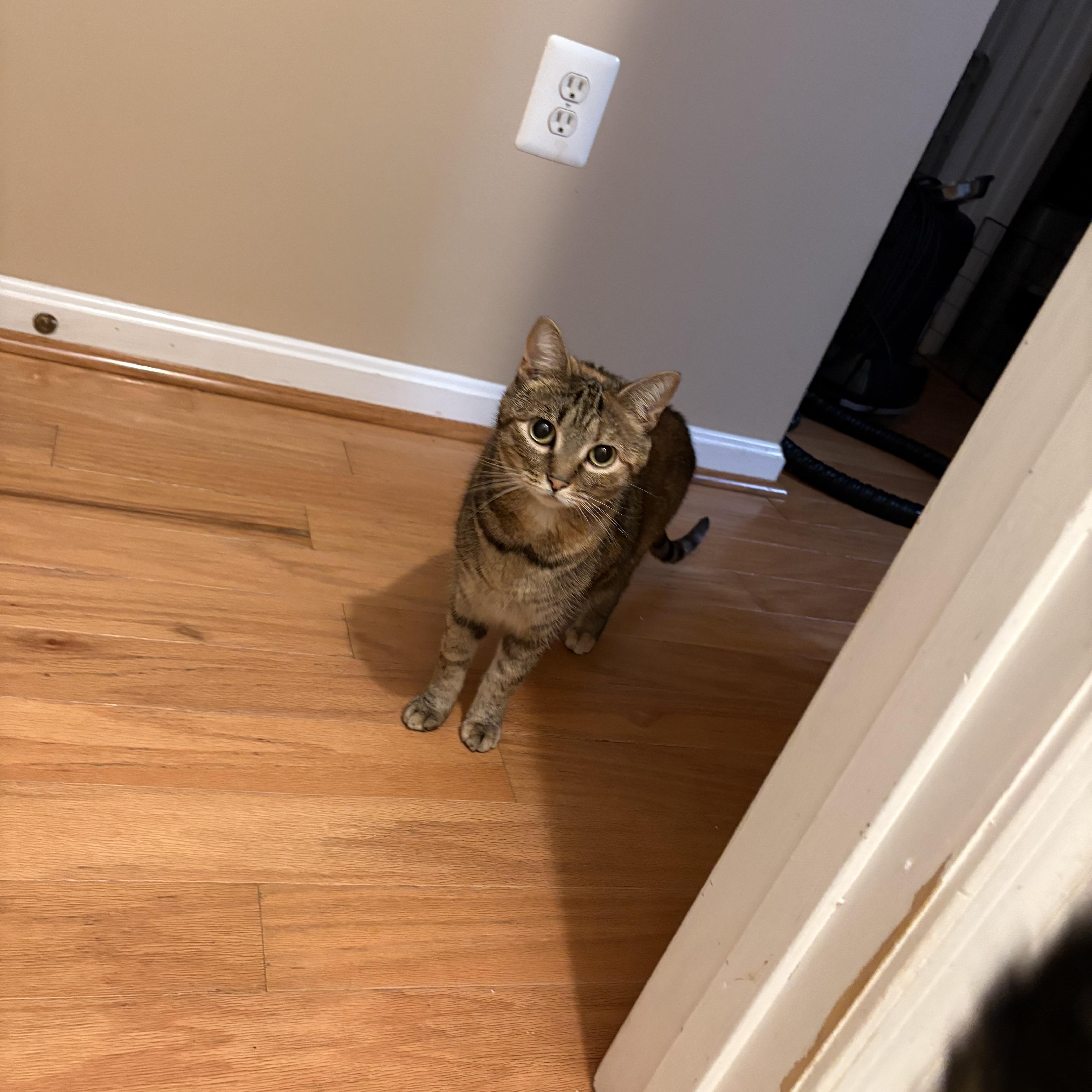 A young medium-sized female Domestic Short Hair cat named Aurora for adoption in Chesapeake Beach, MD