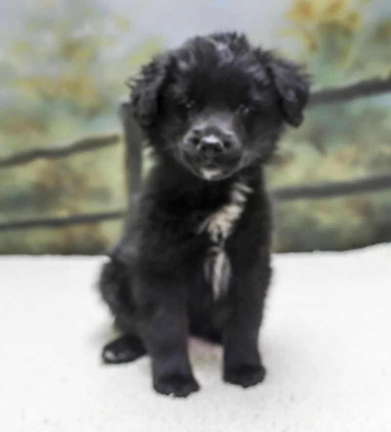 Aussie Puppies  Niki