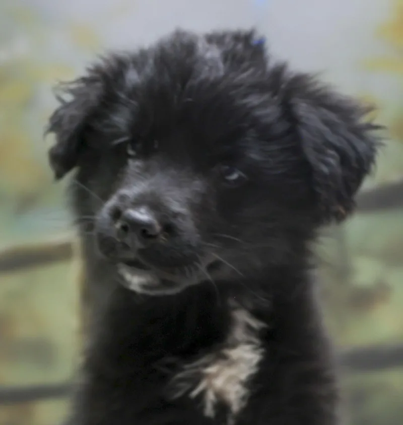 Aussie Puppies  Niki thumbnail 3