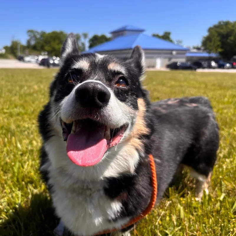 A senior small-sized male Black Corgi dog named Sawyer for adoption in York, PA