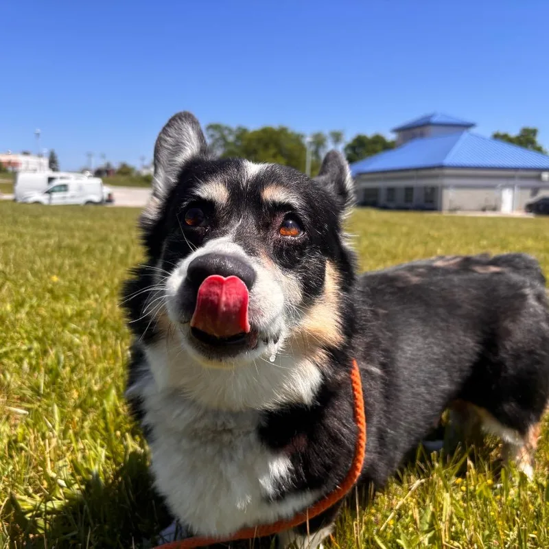 Sawyer thumbnail 5
