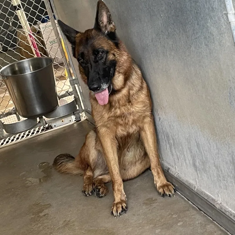 A senior large-sized female Red / Chestnut / Orange German Shepherd Dog dog named Lizzie McGuire for adoption in Stephens City, VA
