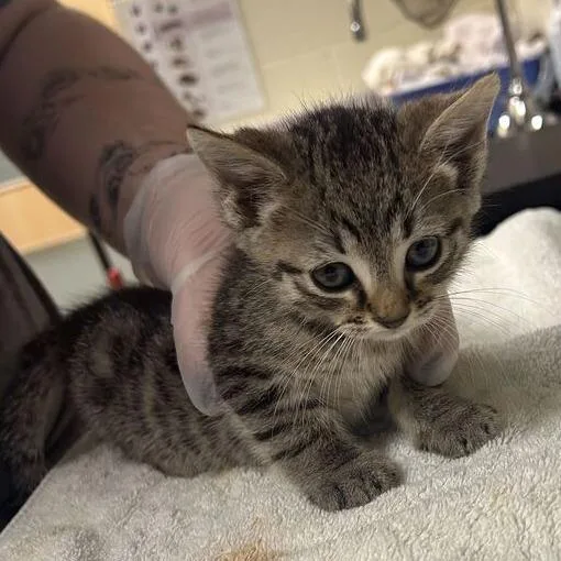 A baby small-sized male Gray / Blue / Silver Domestic Short Hair cat named Joel for adoption in Asheville, NC
