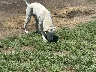 A young medium-sized male White / Cream Labrador Retriever dog named Gio for adoption in Brazoria, TX