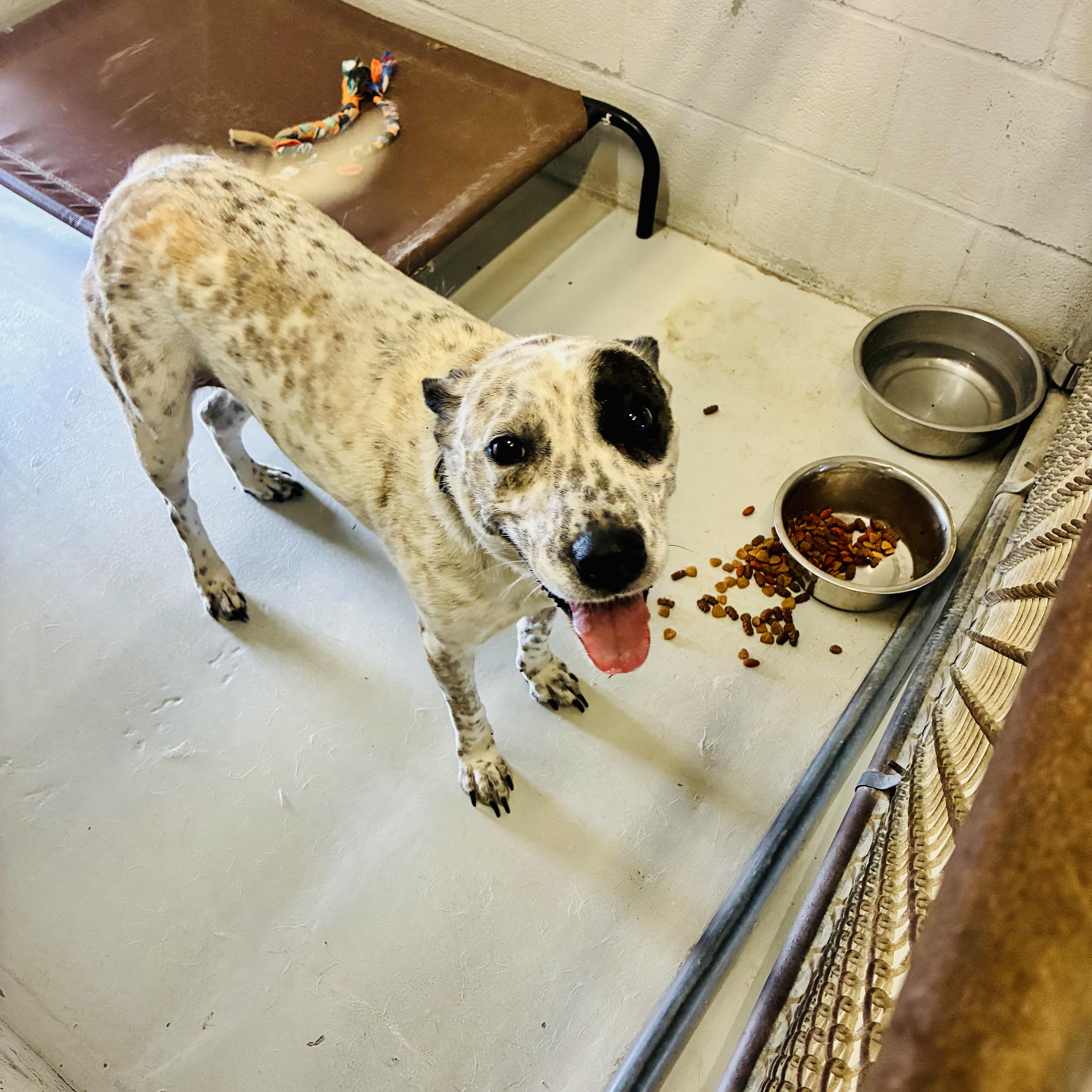 A young medium-sized female Brown / Chocolate Australian Cattle Dog / Blue Heeler dog named Barbie for adoption in Seguin, TX