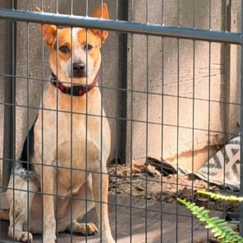 A young medium-sized female Merle (Red) Cattle Dog dog named Ruby for adoption in Moyock, NC