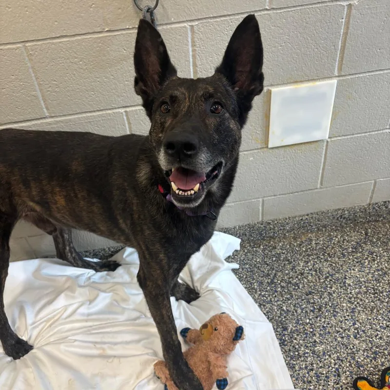An adult large-sized male Brindle Mixed Breed dog named Phoenix for adoption in Fairport, NY
