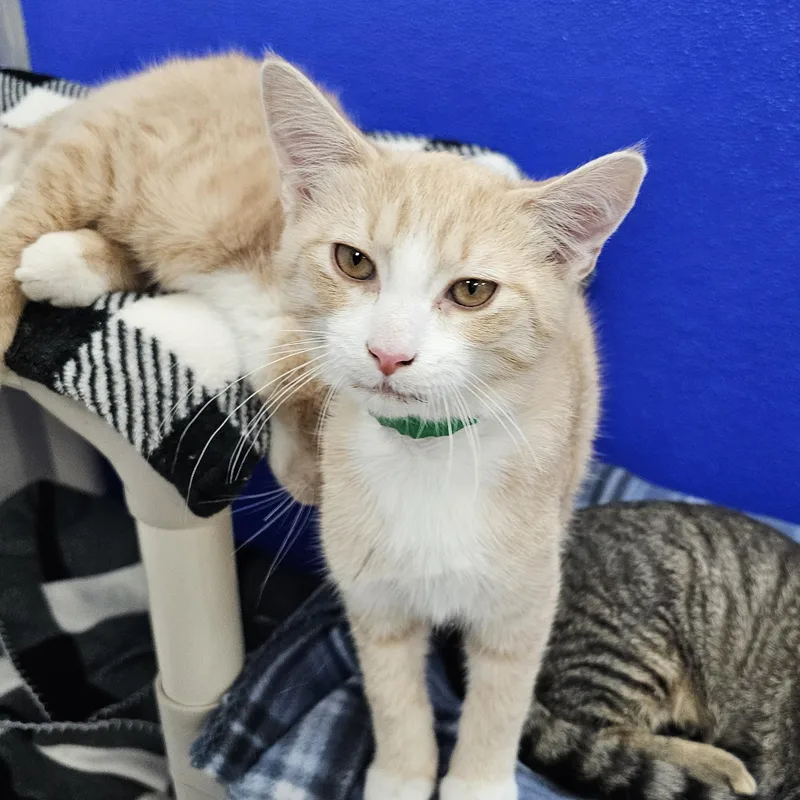 A baby medium-sized male Tabby (Orange / Red) Domestic Short Hair cat named Bugsy for adoption in Dunkirk, NY