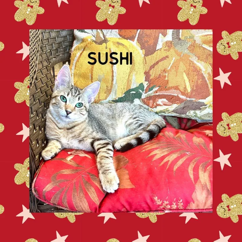 Sushi thumbnail 2