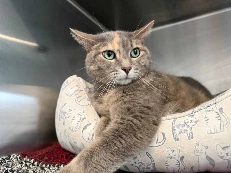 Gm Hazel thumbnail 2