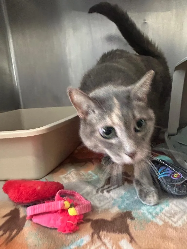 Gm Hazel thumbnail 3