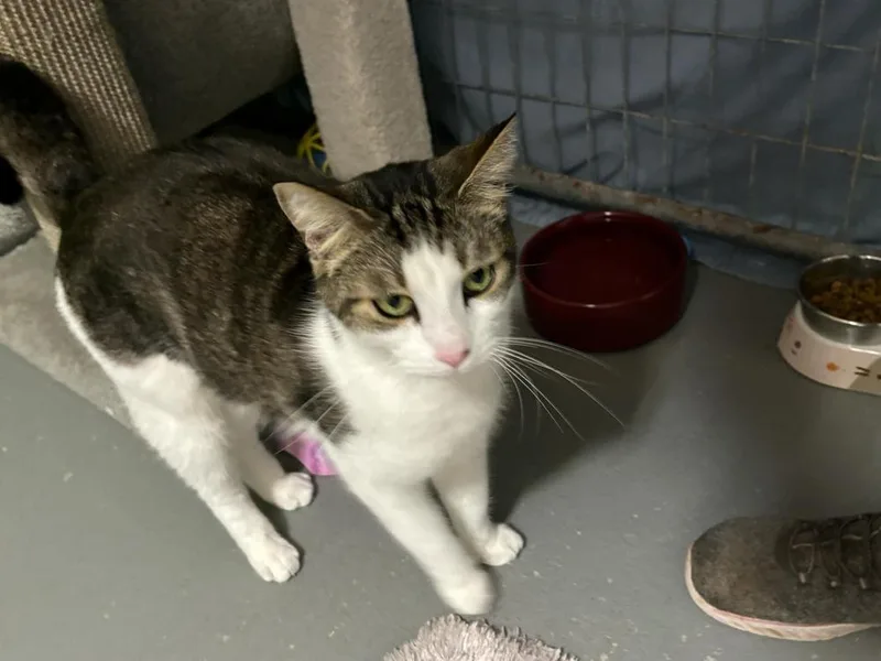 An adult medium-sized male Black & White / Tuxedo Domestic Short Hair cat named Kaa Fee Sponsored By for adoption in Muskegon, MI