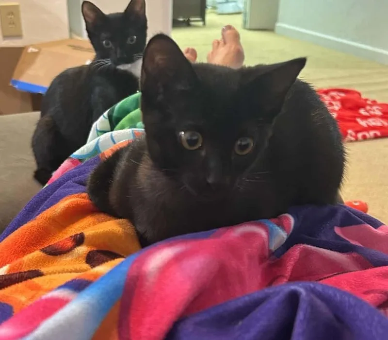 A baby medium-sized female Black Domestic Short Hair cat named Boots for adoption in Sedalia, CO