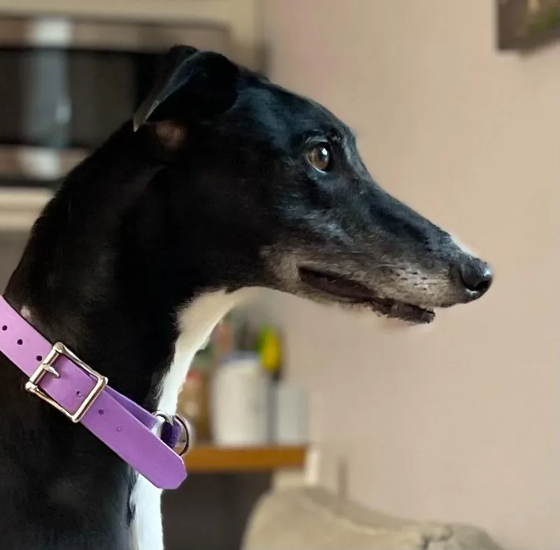 An adult large-sized female Greyhound dog named Velvet for adoption in Hopkinton, MA