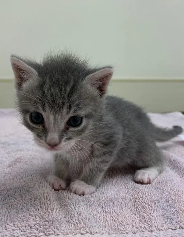 A baby small-sized female Domestic Short Hair cat named Enu for adoption in Healdsburg, CA