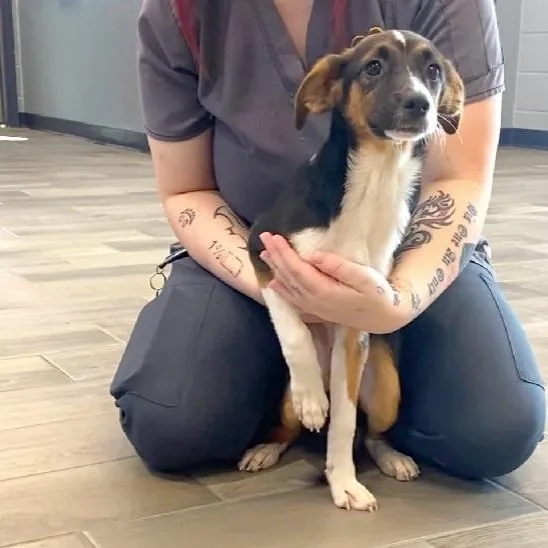 A young small-sized female Terrier dog named Lisa for adoption in Nevada, MO