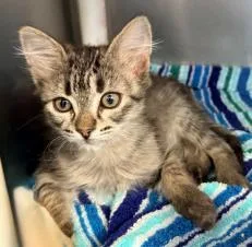 A young small-sized female Domestic Short Hair cat named Stormy for adoption in Phoenix, AZ