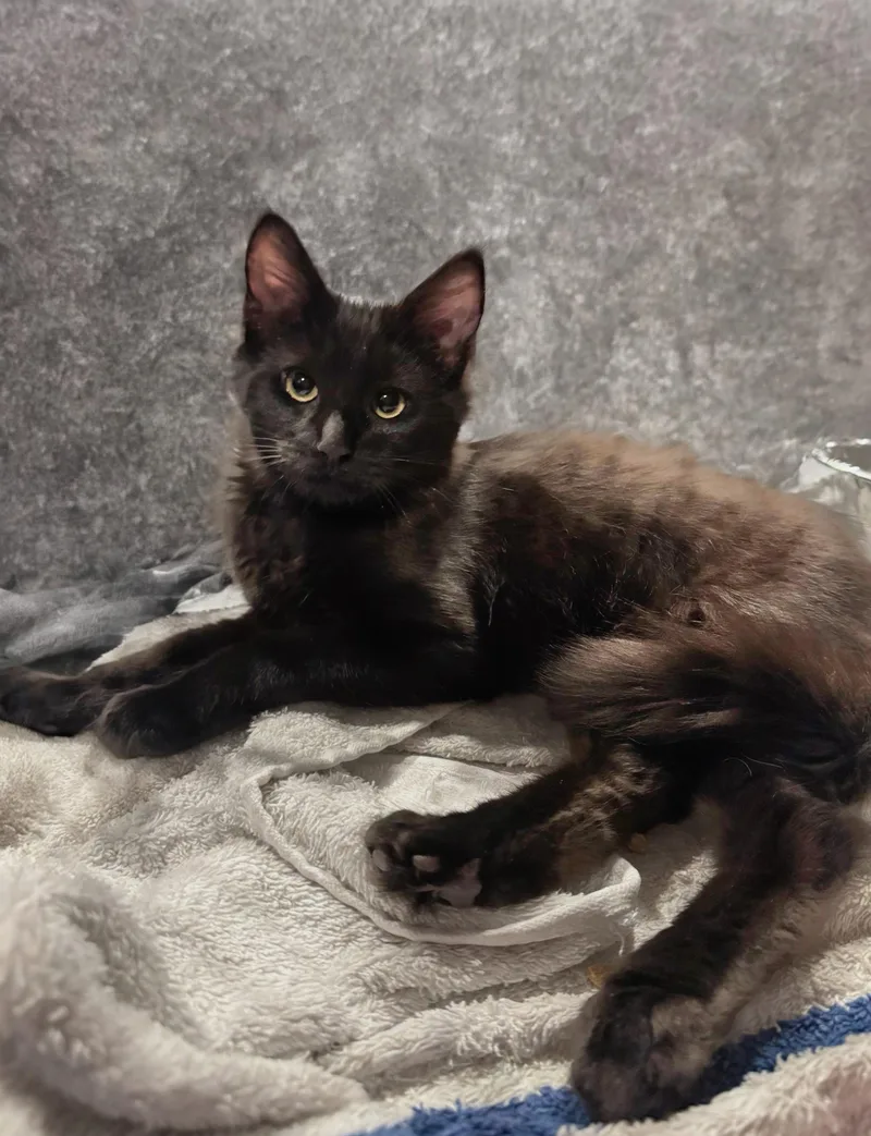 A baby large-sized male Maine Coon cat named Percy for adoption in Syosset, NY