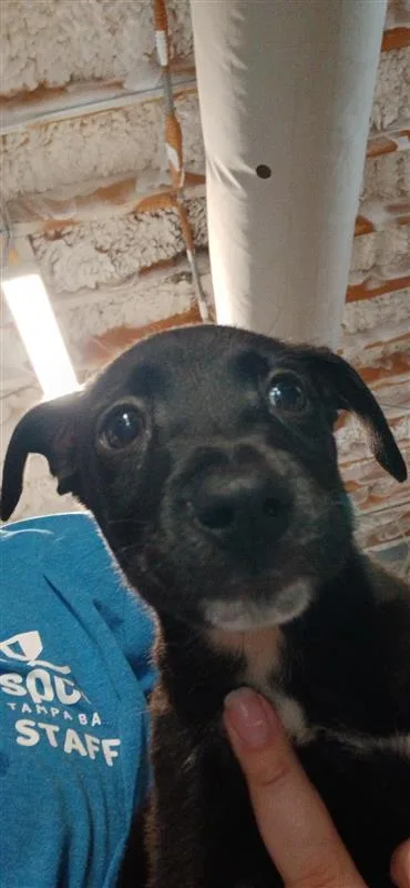 Bobby
