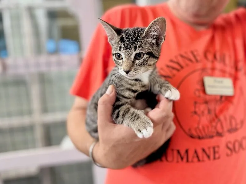 A young medium-sized female Domestic Short Hair cat named Beluga for adoption in Wooster, OH