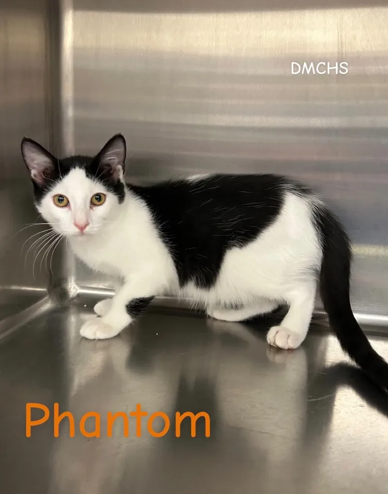 A baby small-sized male Domestic Short Hair cat named Phantom for adoption in Burlington, IA