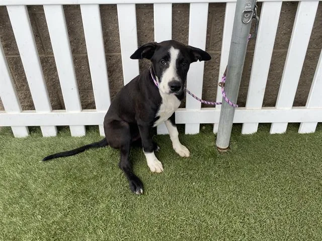 A young small-sized male Border Collie dog named Boy for adoption in Modesto, CA