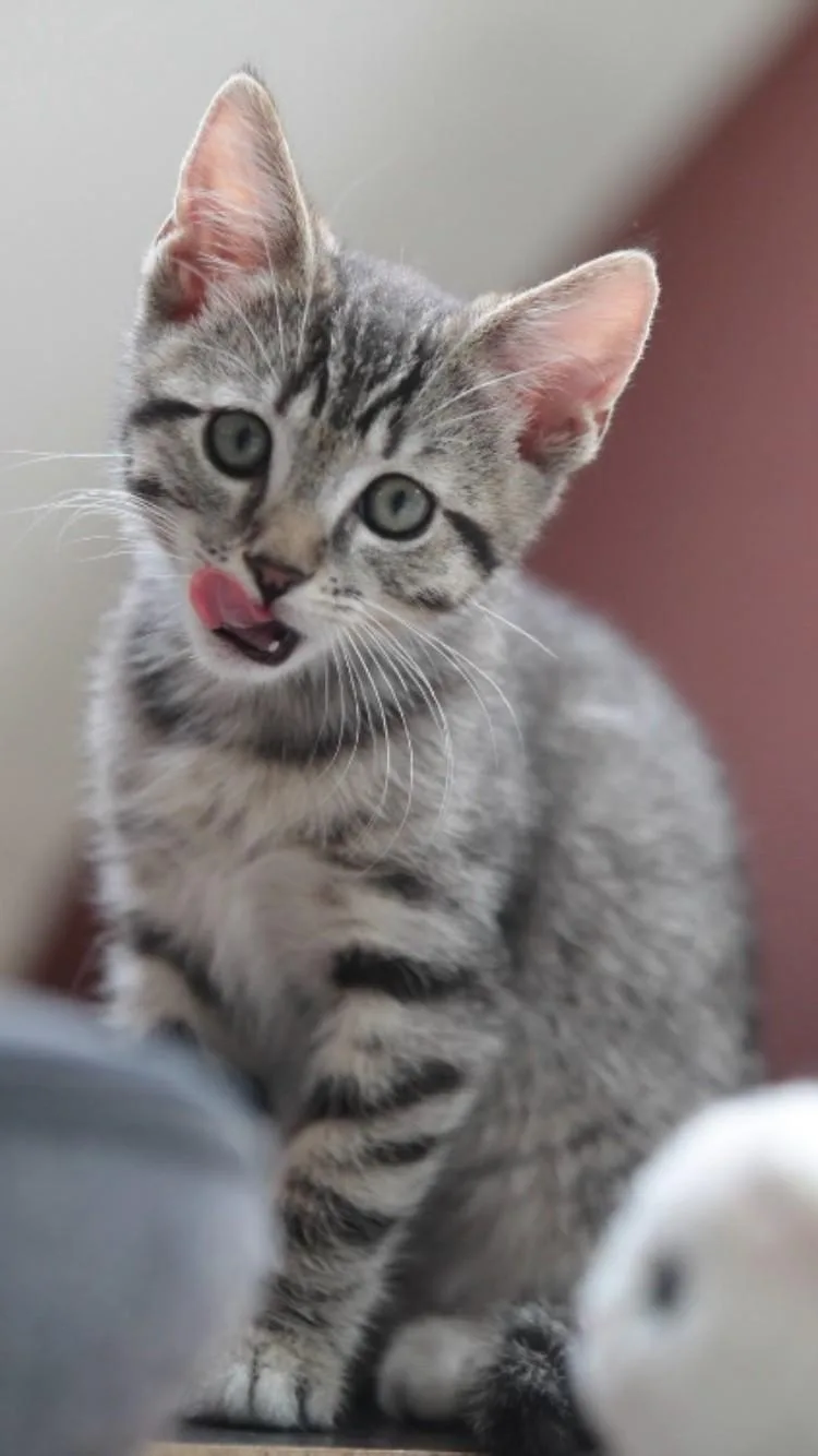 A baby small-sized female Domestic Short Hair cat named Iris for adoption in Burbank, CA