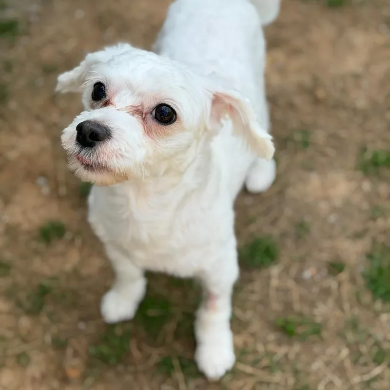 Little Man W thumbnail 2